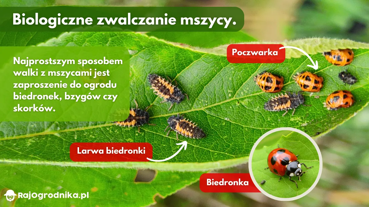 Biologiczne-zwalczanie-mszyc-blog-sklep-rajogrodnika